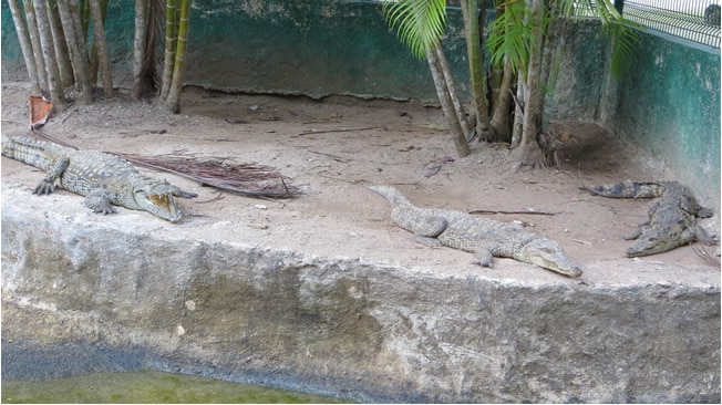 Crocodiles at the park